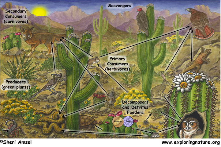 Desert Food Web - Wonderful West Wild Wilderness
